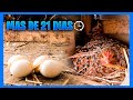 KIKIRIKIS | MI GALLINA KIKIRIKI LLEVA MAS DE 21 DIAS INCUBANDO | KIKIRIKIS  🐣🐔