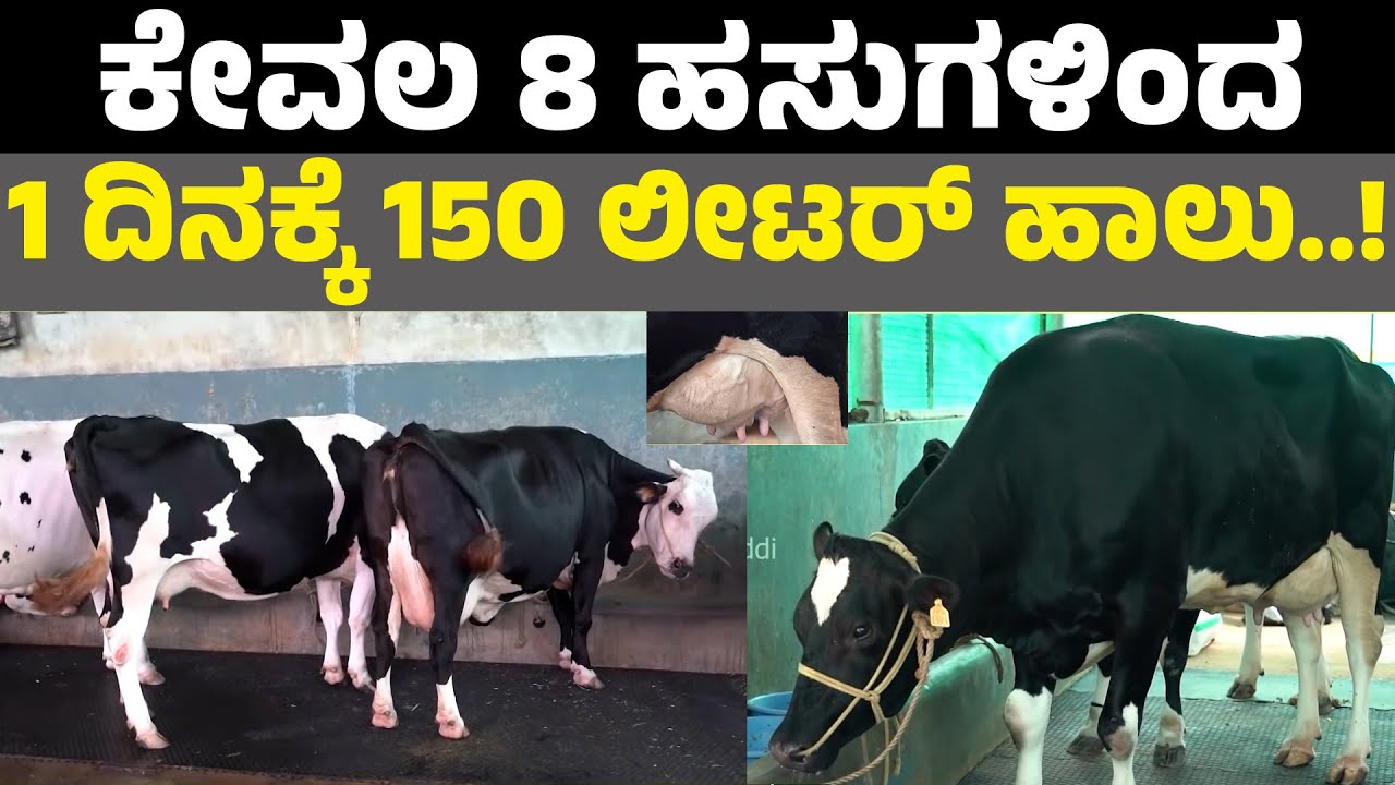 High Yield Milk Cow In Kannada I 8 1 150 