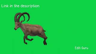 African Goatnubian Ibex Running On Green Screenedit Guru
