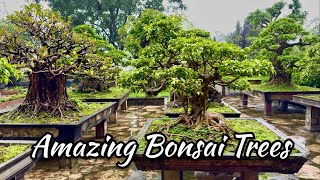 Amazing Bonsai Trees Halong Bay In Vietnam