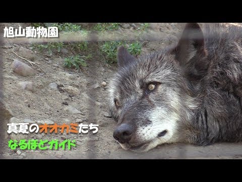 【オオカミ】なるほどガイド - 旭山動物園（2018）Timber wolf