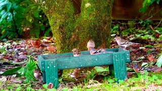 Birds On The Feeder