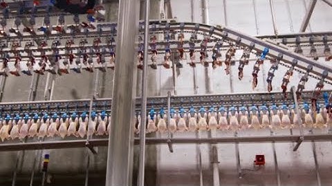 Discover Automation at Work: Modern Poultry Slaughterhouse Tour