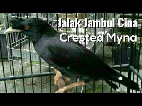 Kicau Burung Jalak Jambul Cina Youtube