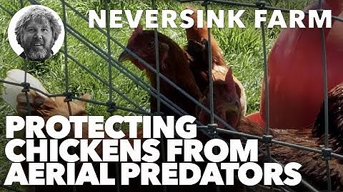 Protecting your chickens from aerial predators