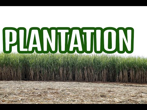 Vídeo: Què explica Plantation?