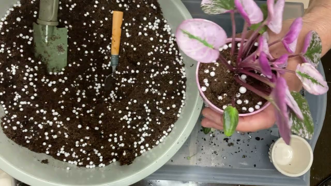 621.Menekşe Üretmek, Trail Menekşe Üretimi, Klasik Menekşe Üretimi, Hepsi Videoda. Saatimiz Başladı.