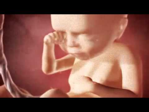 El Embarazo Por Dentro Semana A Semana Hasta El Parto