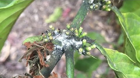 Cách diệt rầy rệp sáp trên cây cà phê mà không cần dùng thuốc ( tập 1 )