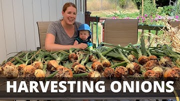 Harvesting and Storing Onions