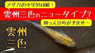 メダカ 雲州三色のニュータイプか？助っ人目的の卵が意外な展開に！メダカの中学校もあるよ！【メダカ飼育 009】