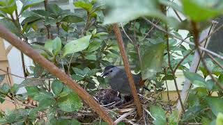 Gray Catbirds Feeding Hatchlings