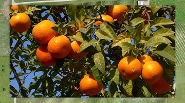 Gan_innovative yield mapping system for citrus crops