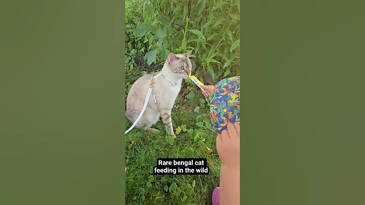 Video 9826901: bengal cat feeding, rare white bengal cat, bengal cat fun, bengal cat eyes, blue bengal cat, bengal enjoying