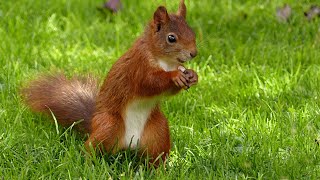 Top 10 Most Beautiful Squirrels in the World