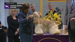 Spaniels Cocker A S C O B  | Breed Judging 2019