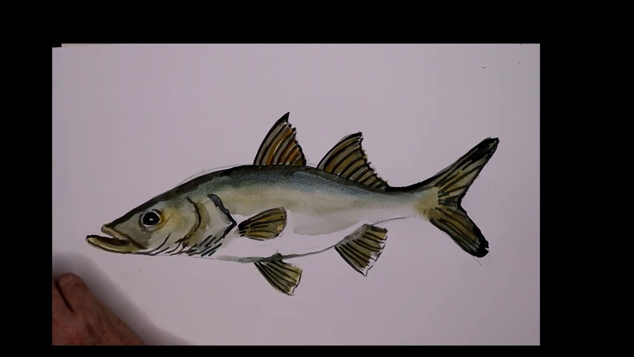 How to paint a Snook the easy way 