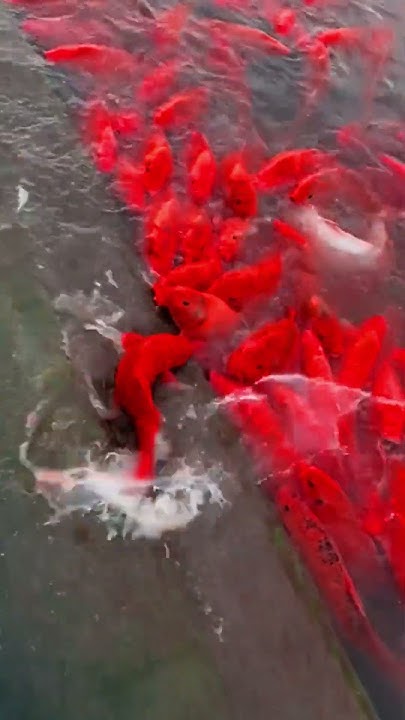 aquarium-fish-near-me-shorts-facts-amazing-facts-youtube
