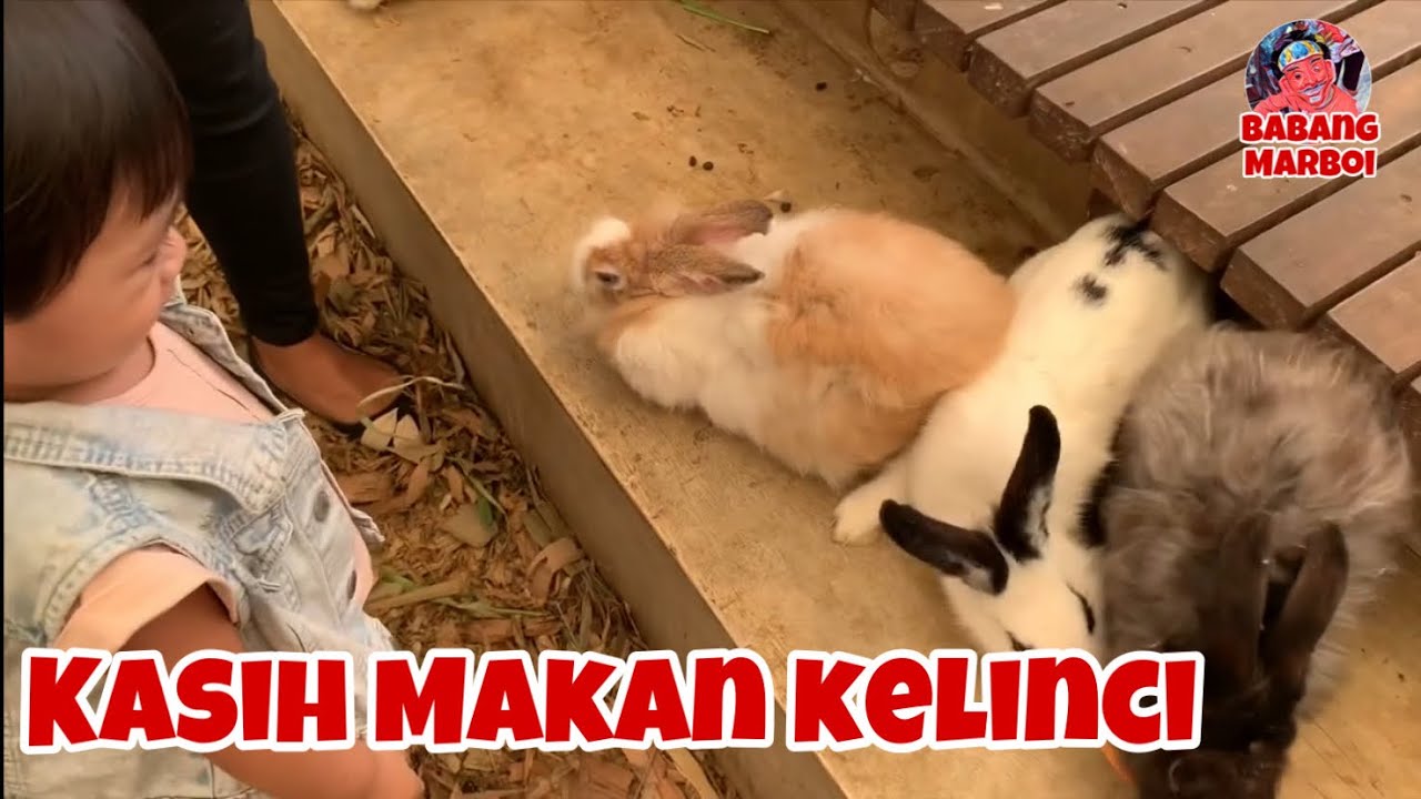BALITA LUCU KASIH MAKAN KELINCI