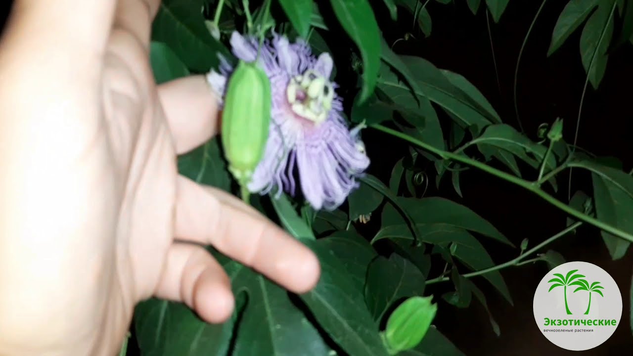 Пассифлора Инкарната(Passiflora incarnata). Первый урожай маракуйи в .