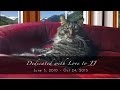 Lacey's Lookout - Window Seat Furniture for Dogs and Cats - The Savvy Pet Lacey's Lookout - Window Seat Furniture for Dogs and Cats - The Savvy Pet