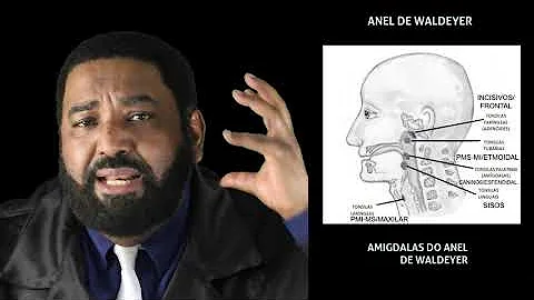 Qual o papel do anel de waldeyer?