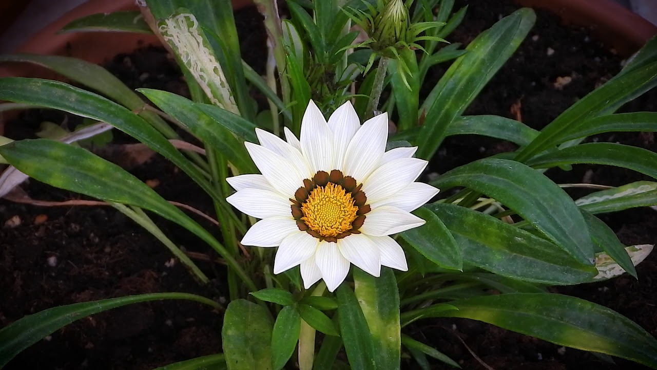 Sboccia la Gazania Gazania Blooming Timelapse Nikon P1000 YouTube