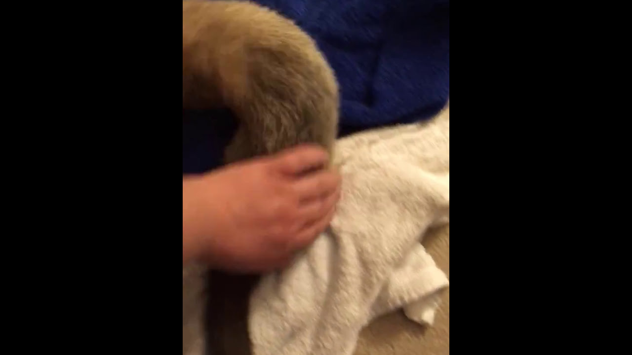 Duck the Ferret Getting a Brushing After a Rinse