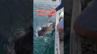 Сом с наскока.. #рыбалка #fishing