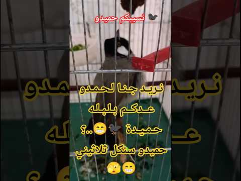 حميدو يريد حميده لايك اشتراك على صفحه المحتويات الرائجه استوريات تيك توك واتساب اكسبلور بلبل