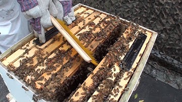 Installing beetle traps in a bee hive.