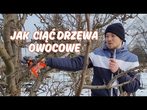 Wideo: Co powie cięcie drzewa