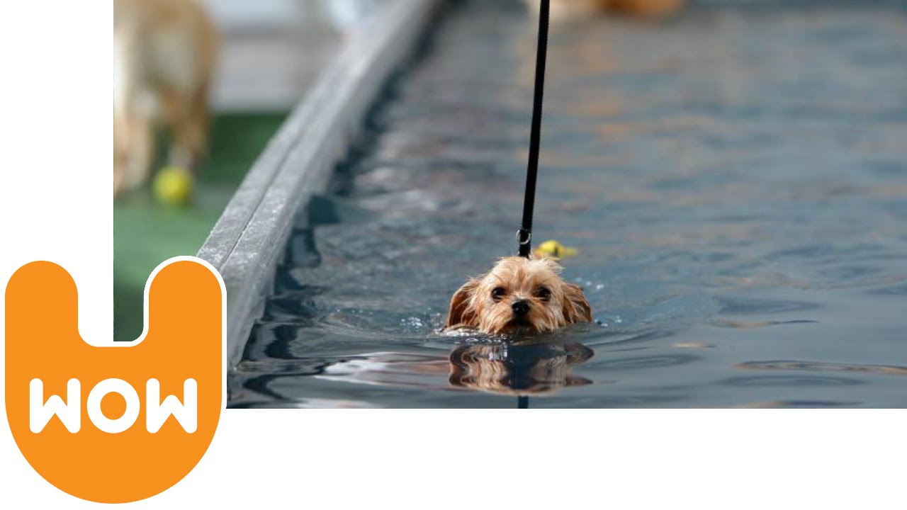 indoor swimming for dogs