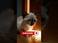 Don’t Skip… This Sad Cat Story Will Break Your Heart 😢#sadcat #watchtillend #viral #shorts
