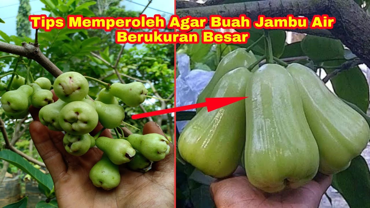 Lakukan Cara Ini Agar Buah Jambu Air Berukuran Besar dan Maksimal