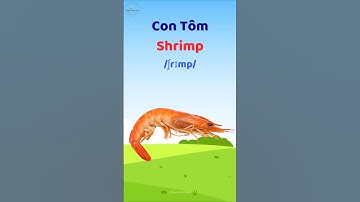 Con Tôm - Học từ vựng và phát âm tiếng Anh #thaytuvuitinh