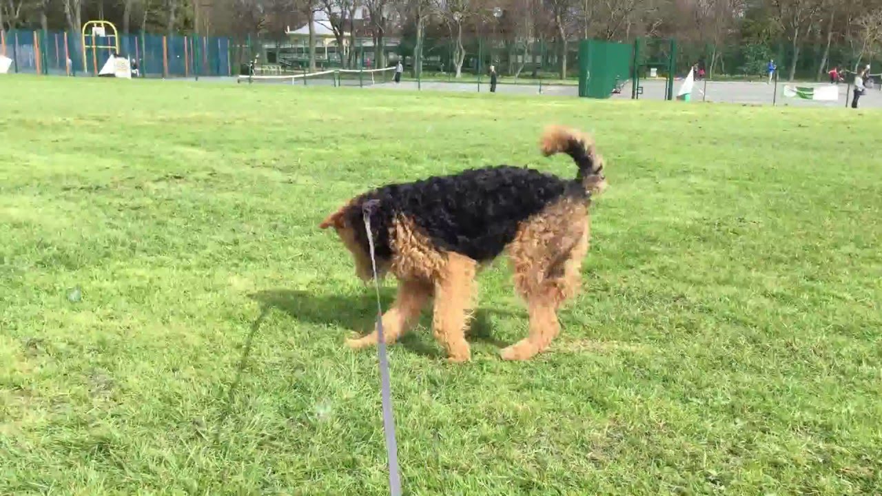 airedale puppy biting