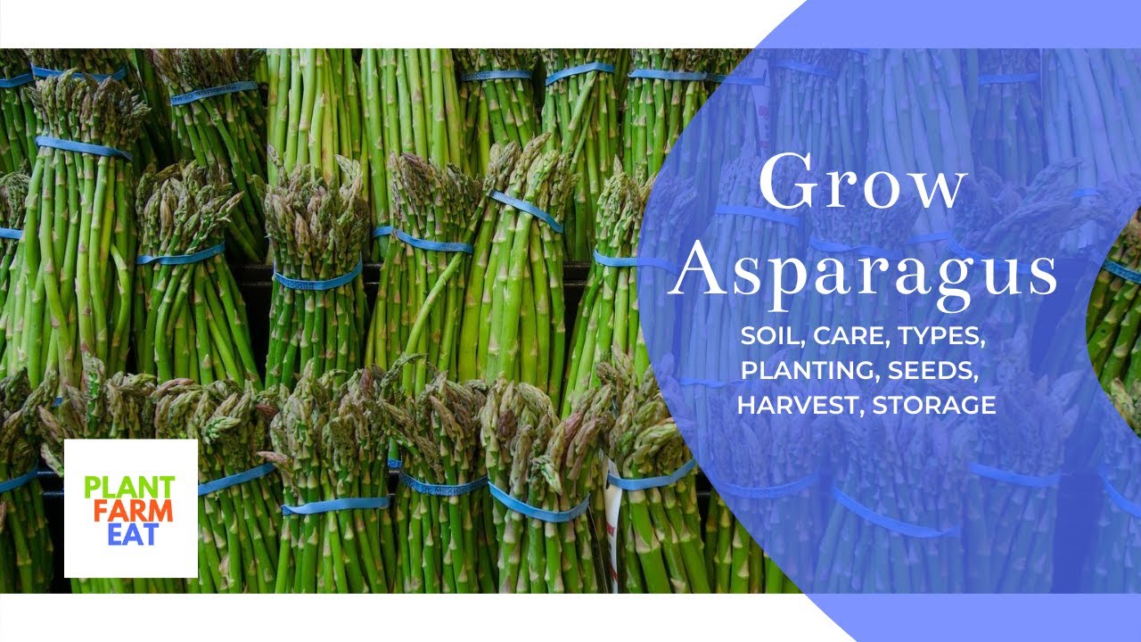 How to grow asparagus from seeds to harvest YouTube