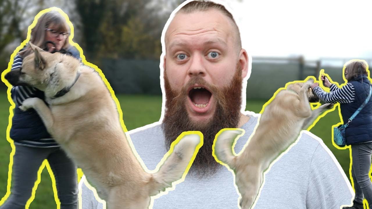 GIANT Dog Won't Stop Jumping and Pulling! YouTube