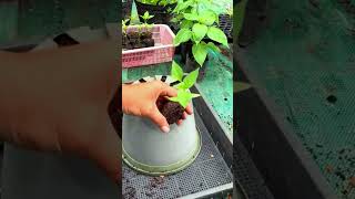 ide kreatif menanam tanaman pada pot Mini #shorts