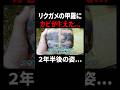 甲羅にカビが生えたリクガメの２年半後…