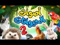 أصوات الحيوانات 2 قناة بلبل  