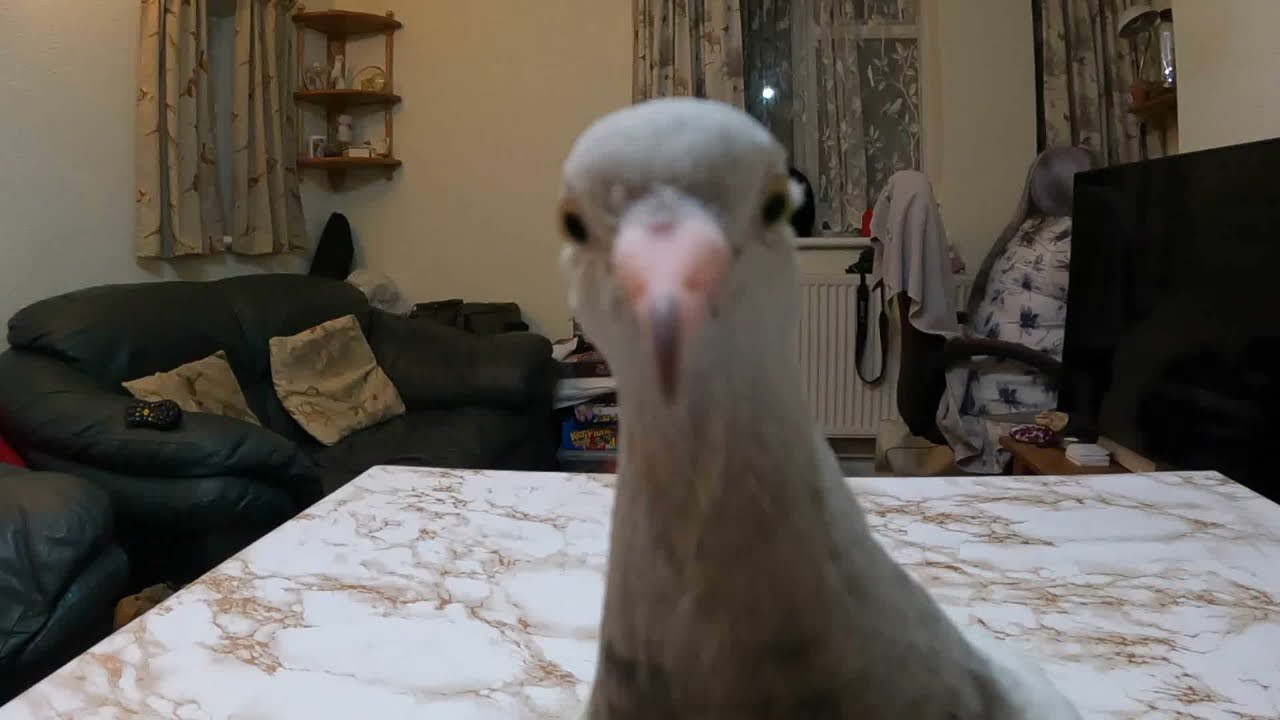 Intelligent Pet Pigeon Skills..