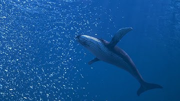 Fish School & Whale VFX