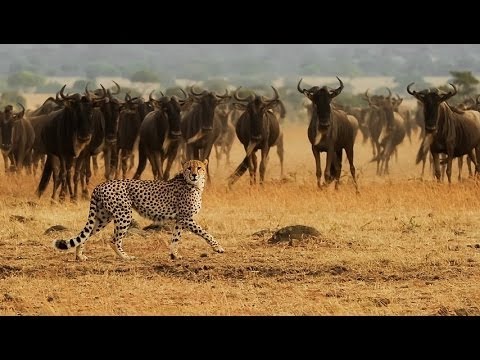 Sống sót trên đồng cỏ Serengeti - HD Thuyết minh tiếng việt