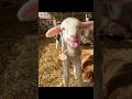 Maaa Baby Goat Sound Animals Farming Cute Goat Sheep ماعز غنم صوت 