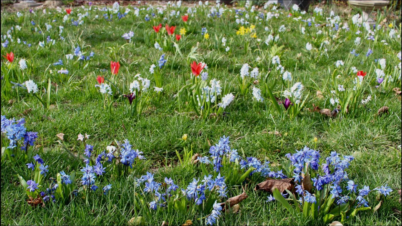 The Seasons 2023 - Ch. 3 - Early Spring Visitors - New England Garden Tour