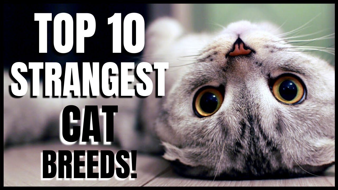 Top 10 Strangest Cat Breeds YouTube top-10-strangest-cat-breeds-youtube
