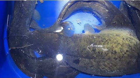 Săn cá trê vàng Tiền Giang trê to quá ae àk , Tân Phước Tiền Giang nha ae !