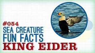 King Eider Sea Ducks: Sea Creature Fun Facts